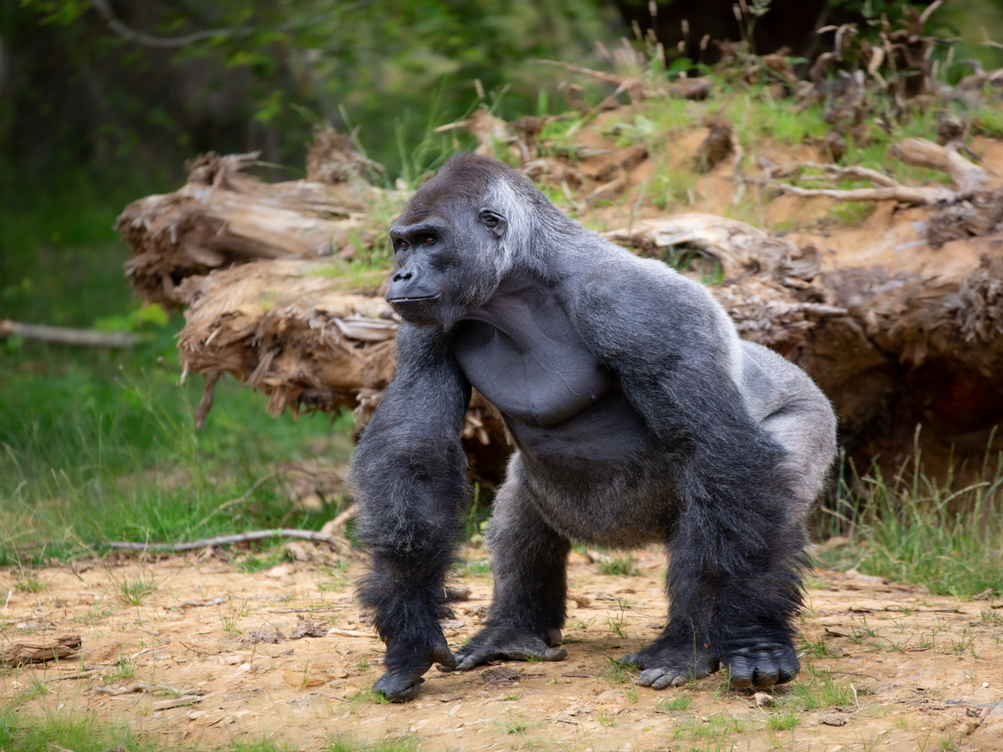 Partez à la découverte du Zoo Safari de Thoiry : les gorilles